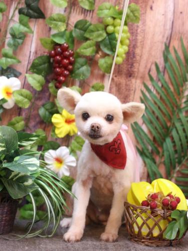 20230804みかんちゃん